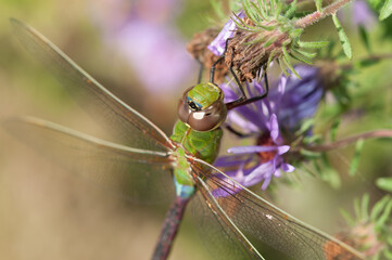 female green darner close up