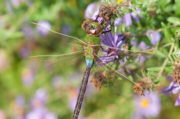 female green darner close up with flowers