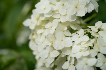 vintage background little flowers, nature beautiful, toning design spring nature, sun plants