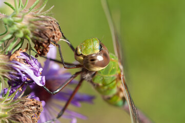 female green darner close up - detail of eyes and head