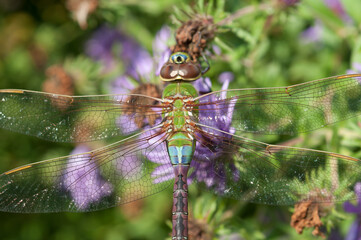 female green darner close up