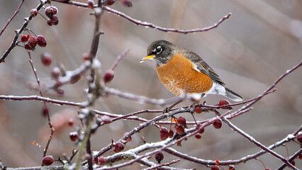 American robin in winter ice and snow covered cherry tree