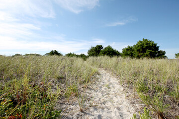 Tall grass beach path with blue sky