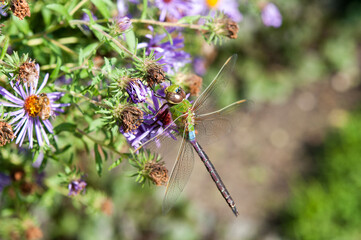 female green darner close up with flowers