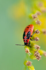 insect beetle (Oncopeltus fasciatus?) large milkweed bug close up