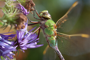 female green darner close up resting on a New York aster