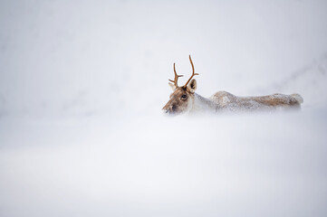 Demi caribou femelle (écotype montagnard)