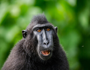 Portrait of a сelebes crested macaque. Close-up. Indonesia. Sulawesi.
