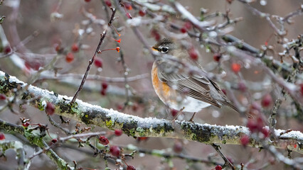 American robin in winter ice and snow covered cherry tree