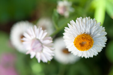 white Xerochrysum (also Bracteantha) known strawflower with bokeh background