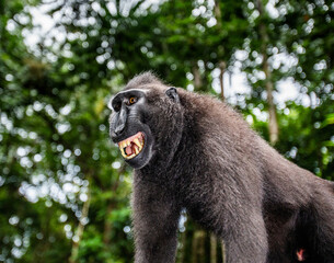 Portrait of a сelebes crested macaque. Close-up. Indonesia. Sulawesi.