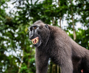 Portrait of a сelebes crested macaque. Close-up. Indonesia. Sulawesi.