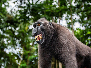 Portrait of a сelebes crested macaque. Close-up. Indonesia. Sulawesi.