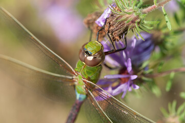 female green darner close up - detail of head