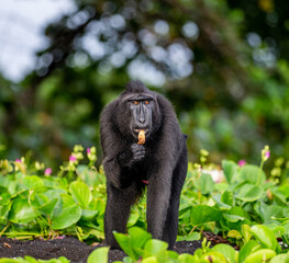 Celebes crested macaque is standing on the sand against the backdrop of the jungle. Indonesia. Sulawesi.
