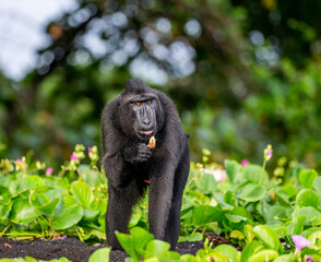 Celebes crested macaque is standing on the sand against the backdrop of the jungle. Indonesia. Sulawesi.