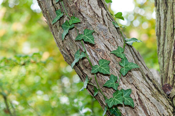 Obraz premium tree trunk with leaves