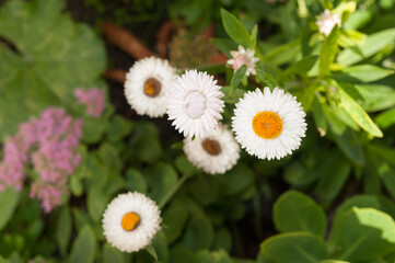 Fototapeta premium Xerochrysum blossoms up close