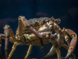 close up of a crab in a sea