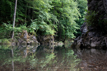 Naklejka na ściany i meble river in the forest