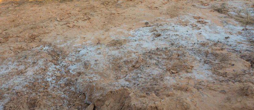 saline soil