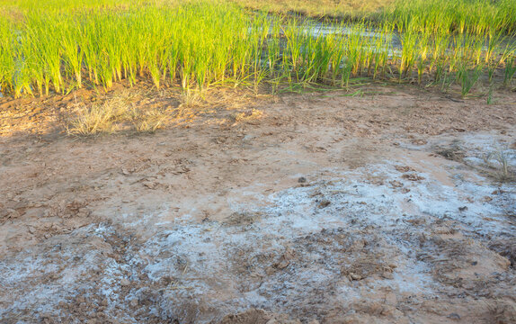 saline soil