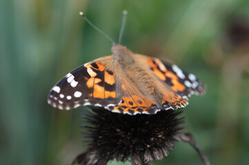 Vanessa cardui or commonly 