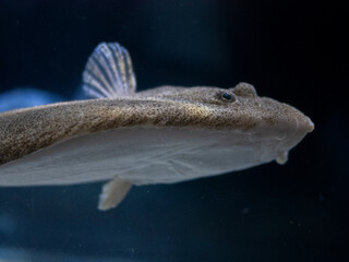 fish in the water. Stingray fish. © Lucie