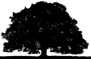 Black vector image of a silhouette of a large tree in summer, isolated on a white background.