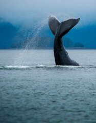 Whale Fluke, Southeast Alaska, Juneau - obrazy, fototapety, plakaty