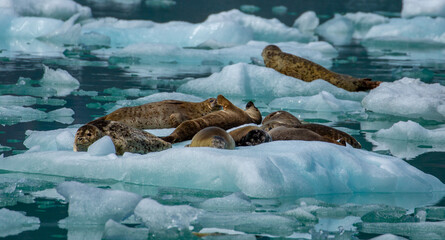Harbor Seals, Tracy Arm, Alaska