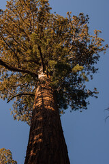 Fototapeta premium Autumnal natural landscape from Yosemite National Park, California, United States