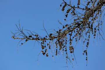 Kahler Lärchenast im Winter gefüllt mit Lärchenzapfen