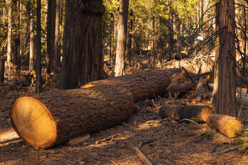 Autumnal natural landscape from Yosemite National Park, California, United States
