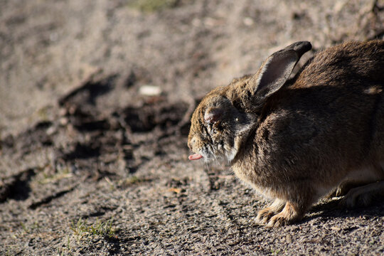 Injured Wild Rabbit