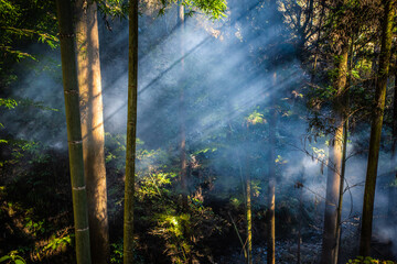 森の中の煙に光が差し込む幻想的な風景