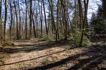 Obraz premium Weg im Wald