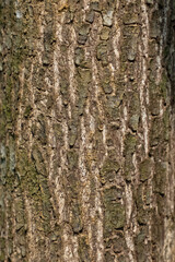 Eucalyptus bark texture background. close up. macro.