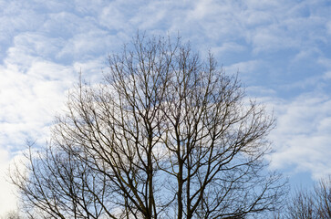 Bare tree in Winter with branches in silhouette against sky