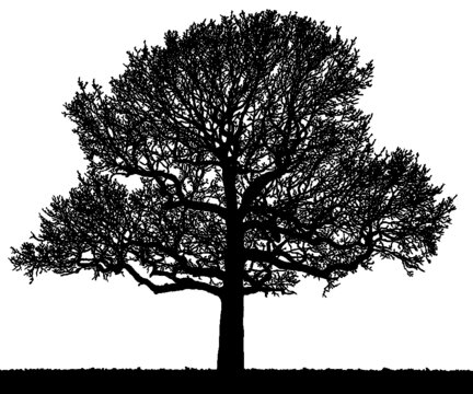 Black vector image of a silhouette of a large tree in winter, isolated on a white background.