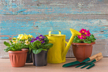 Spring gardening concept; multicolored primroses or primula in flowerpots, watering can and...