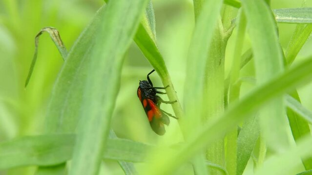 Cicada Cercopis vulnerata (also known as the black-and-red froghopper or red-and-black froghopper), flaps its wings while sitting on a tarragon leaf and jump close-up