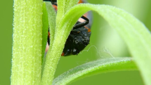 Cicada Cercopis vulnerata (also known as the black-and-red froghopper or red-and-black froghopper), flaps its wings while sitting on a tarragon leaf close-up
