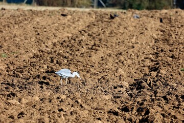 Gray heron in the field