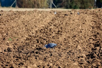 Gray heron in the field