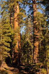 Autumnal natural landscape from Yosemite National Park, California, United States