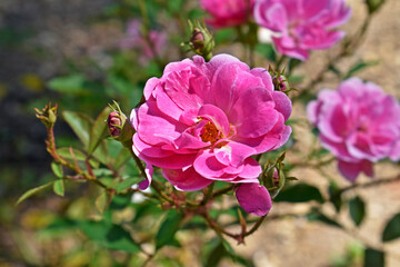 Fototapeta na wymiar Pink roses on public garden