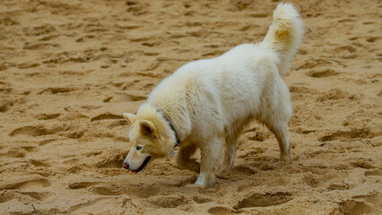 beauty japanese dog "akita" walking on beach at Praia da Adraga