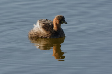 Little Grebe (Tachybaptus ruficollis) swimming
