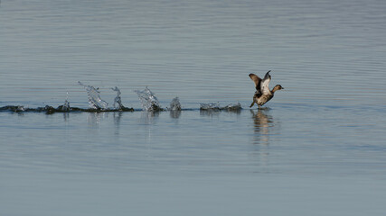 Little Grebe (Tachybaptus ruficollis) running on the water